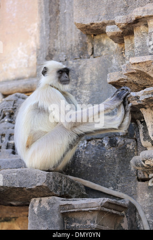 Gray Langur à Omkareshwar Madhya Pradesh Inde Banque D'Images