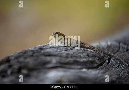 Un lézard dans un tronc d'arbre dans la région de El Triunfo de la biosphère de la Sierra Madre mountains, l'état du Chiapas, au Mexique. Banque D'Images