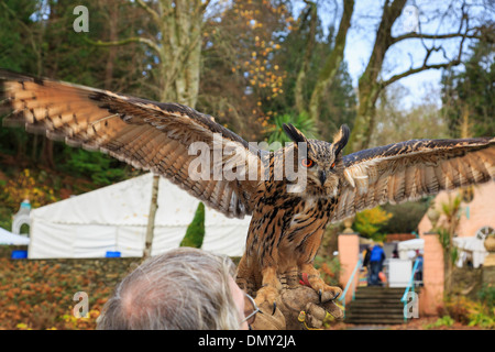 Falconer contre les guerriers tenant une tame Grand Owl (Bubo bubo) utilisé pour le contrôle des parasites sur l'écran. Le Nord du Pays de Galles, Royaume-Uni Banque D'Images