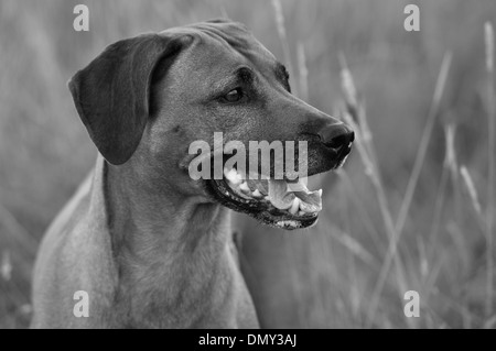 Black et White Head and shoulders portrait d'un Rhodesian Ridgeback dog Banque D'Images