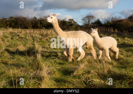 Alpaca (Vicugna pacos) avec de jeunes en itinérance sur le paysage péruvien. Banque D'Images