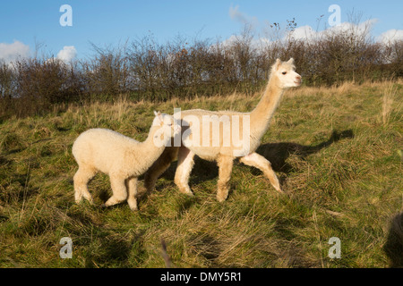 Alpaca (Vicugna pacos) avec de jeunes en itinérance sur le paysage péruvien. Banque D'Images