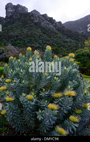 Leucospermum formosum fleurs jaunes en fleurs fleur protea pincushion Banque D'Images