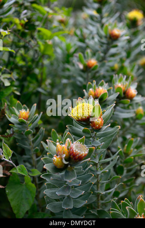 Leucospermum oleifolium Protea Pincushion Touffetée jaune orange fleurs bloom blooming Banque D'Images