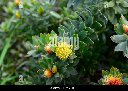 Leucospermum oleifolium Protea Pincushion Touffetée jaune orange fleurs bloom blooming Banque D'Images