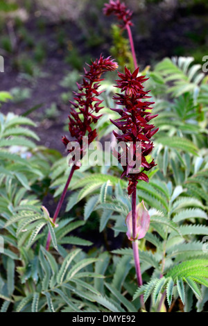 Melianthus major Fleur Miel miel de montagne Fleur géante rouge Fynbos fleur feuilles vert Banque D'Images