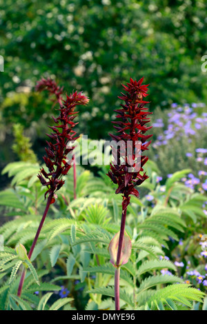 Melianthus major Fleur Miel miel de montagne Fleur géante rouge Fynbos fleur feuilles vert Banque D'Images