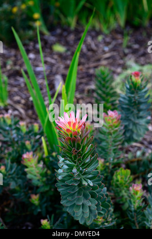 Mimetes cucullatus politique ou Red-Crested rooistompie stompie fynbos Pagode Banque D'Images