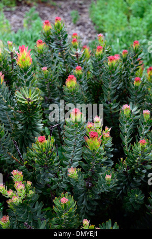 Mimetes cucullatus politique ou Red-Crested rooistompie stompie fynbos Pagode Banque D'Images