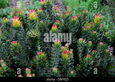 Mimetes cucullatus politique ou Red-Crested rooistompie stompie fynbos Pagode Banque D'Images