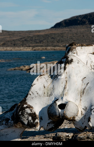 Au Canada, le Nunavut, région de Qikiqtaaluk, Cumberland, Île Kekerten. Banque D'Images