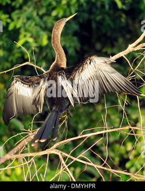 L'anhinga (Anhinga anhinga) est perché sur une branche d'arbre au bord de la rivière. Parc National de Tortuguero, province de Limón, Costa Rica. 17Nov13 Banque D'Images