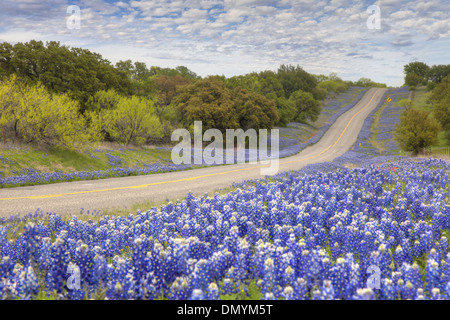 La route d'un pays mène à travers un champ de Texas bluebonnets dans le Texas Hill Country. Banque D'Images