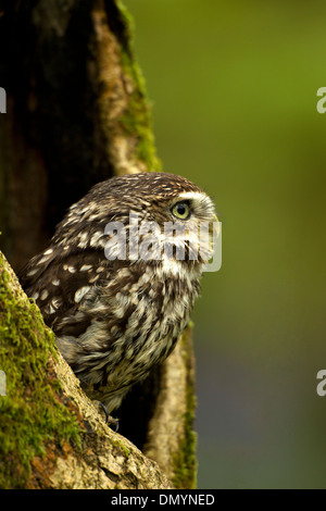 Petit hibou perché dans un rondin creux surplombant Northamptonshire Angleterre Royaume-Uni Banque D'Images