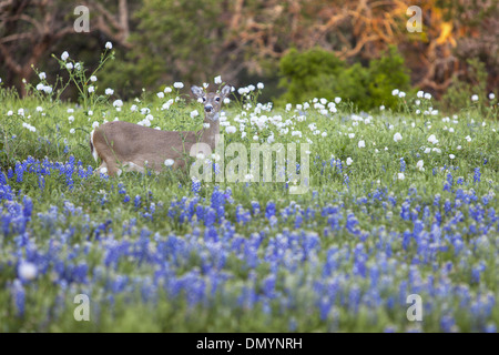 Un chevreuil promenades à travers un champ de Texas bluebonnets dans le Texas Hill Country. Banque D'Images