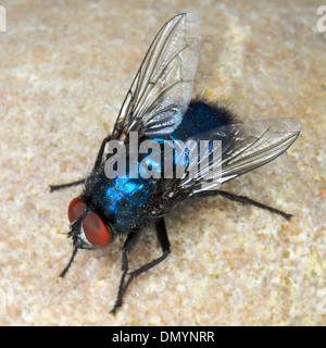 Close up of a Common bleue ou mouche Calliphora vomitoria, Banque D'Images