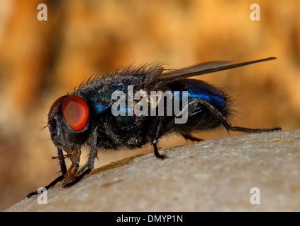 Close up of a Common bleue ou mouche Calliphora vomitoria, Banque D'Images