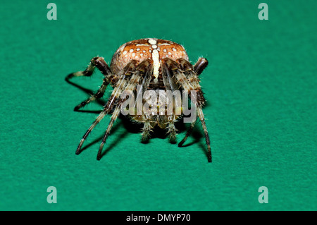 Femme Jardin araignée Araneus diadematus,.Aussi connu sous le nom de Garden-cross ou araignée diadème Banque D'Images