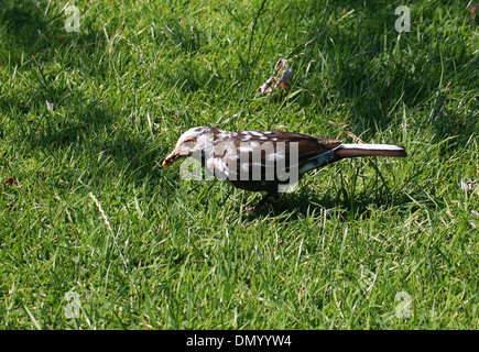 Blackbird mâle Afficher Leucism et Browning, Turdus merula merula, Turdidae. Banque D'Images