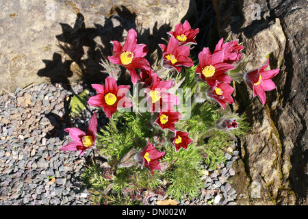 European Pasqueflower Pasque Flower, fleur, le vent, l'anémone, fleur de pâques, ou de prairies, de l'anémone Pulsatilla vulgaris. Banque D'Images