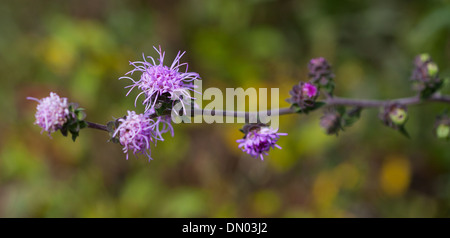 Tall (Liatris Liatris aspera) Banque D'Images