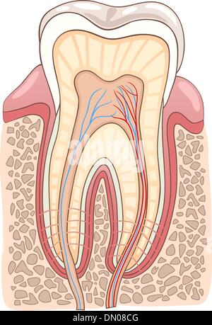 Section de dent Illustration médicale Illustration de Vecteur