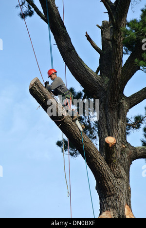 Worker wearing hard hat mic big pine tree avec scie à main dans le comté de Marin en Californie Banque D'Images