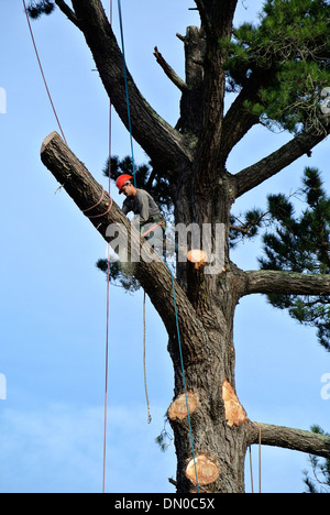 Tondeuse de coupe d'Arbre Arbre de chêne géant à Mill Valley en Californie Banque D'Images