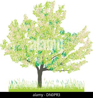 Cherry Tree in spring Illustration de Vecteur