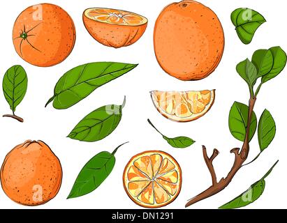 Feuilles d'oranges fraîches et Illustration de Vecteur