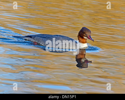 Harle bièvre femelle natation Banque D'Images