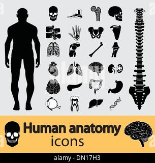 Icônes d'anatomie humaine Illustration de Vecteur