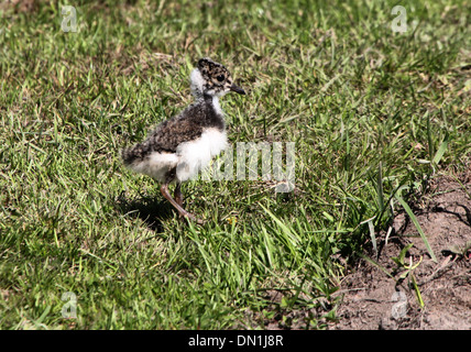 Commun juvénile sociable (Vanellus vanellus) dans un pré Banque D'Images