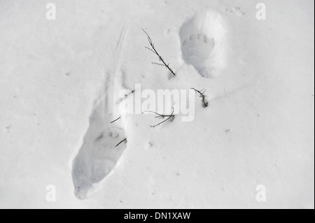Big Bear Tracks dans la poudreuse fraîche Banque D'Images