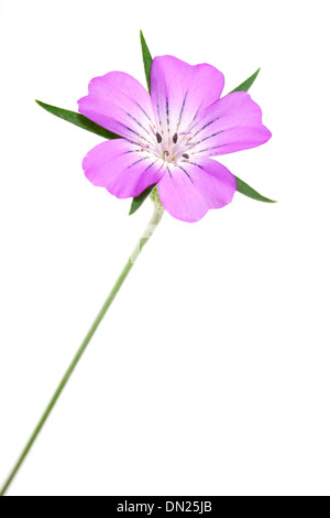 Fleur Rose Corncockle isolé sur fond blanc. Banque D'Images