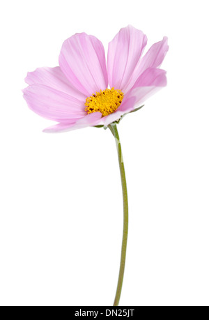 Fleurs Cosmos rose isolé sur fond blanc avec une faible profondeur de champ. Banque D'Images