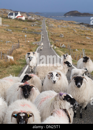 Moutons sur la route, Isle of Harris, Scotland Banque D'Images