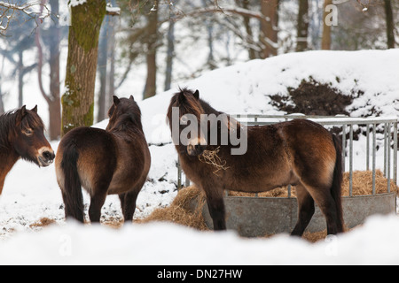 Poneys Exmoor manger par un chargeur de foin durant une chute de neige sur Hindhead commun. Banque D'Images