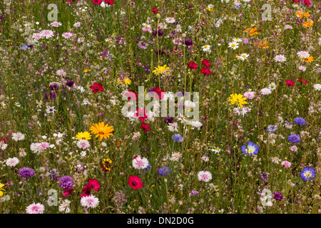 Différentes fleurs sauvages dans un jardin, Gloucestershire, Royaume-Uni Banque D'Images