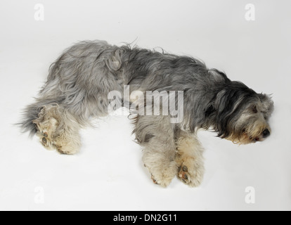 Old English Sheepdog Banque D'Images