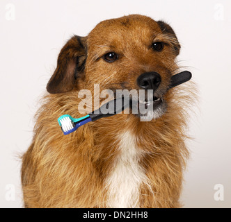 Chien avec une brosse à dents Banque D'Images