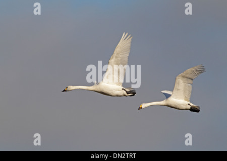 Paire de cygnes de Bewick adultes en vol Banque D'Images