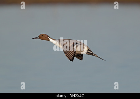 Canard pilet mâle en vol Banque D'Images