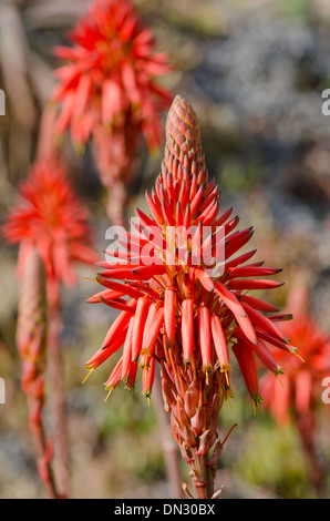 Aloe arborescens, une floraison krantz, aloe aloe candélabres dans le sud de l'Espagne. Banque D'Images