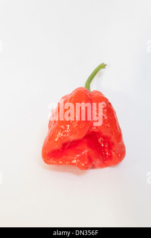 Un scorpion Moruga, l'un des plus chauds des piments forts dans le monde Banque D'Images