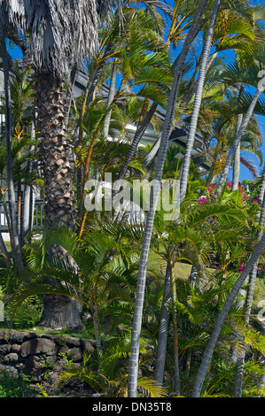 Jardin tropical luxuriant sur une maison cour avant, Honolulu, Hawaii Banque D'Images