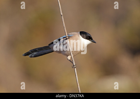 Azure-winged magpie perché sur une tige Banque D'Images