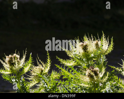 Cirsium spinosissimum un chardon commun dans les montagnes alpines au-dessus de Zermatt Suisse Banque D'Images