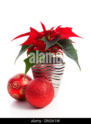 L'usine de Noël spécial Poinsettia et boules rouges sur fond blanc Banque D'Images