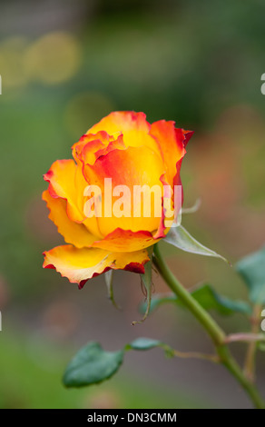 Belle rose jaune dans le jardin Banque D'Images